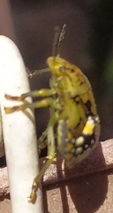 Heteroptera