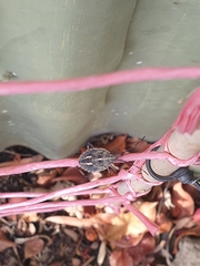 Poecilometis strigatus