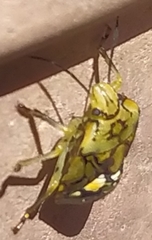 Heteroptera
