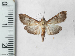 Rhectocraspeda periusalis