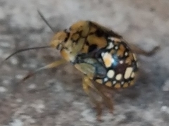Heteroptera