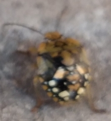 Heteroptera