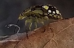 Heteroptera
