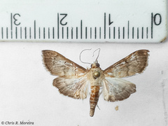 Rhectocraspeda periusalis
