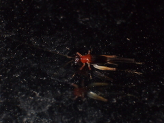 Homoeoxipha lycoides