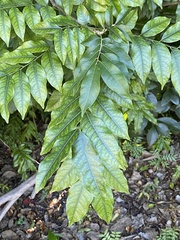 Majidea zanguebarica