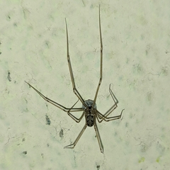 Physocyclus globosus