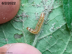 Rhectocraspeda periusalis