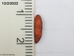Rhectocraspeda periusalis