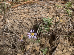 Symphyotrichum adnatum