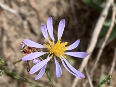 Symphyotrichum adnatum