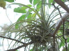 Tillandsia