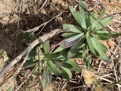 Symphyotrichum adnatum
