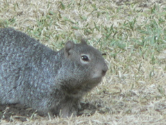 Otospermophilus variegatus