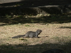 Otospermophilus variegatus