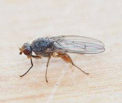 Tephrochlamys tarsalis