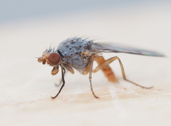 Tephrochlamys tarsalis