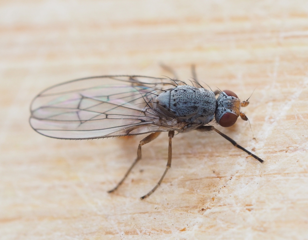 Tephrochlamys tarsalis