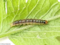 Rhectocraspeda periusalis