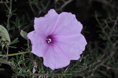 Ipomoea hieronymi