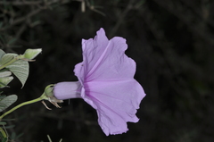 Ipomoea hieronymi
