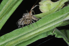 Sanogasta