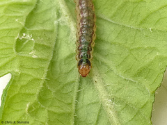 Rhectocraspeda periusalis