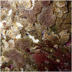 Eudistoma psammion