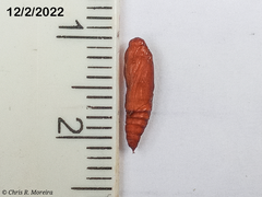 Rhectocraspeda periusalis