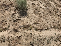 Malacothrix glabrata