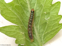 Rhectocraspeda periusalis
