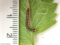 Rhectocraspeda periusalis