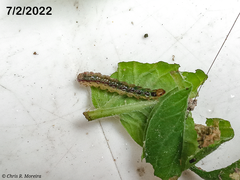 Rhectocraspeda periusalis