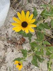 Helianthus debilis image