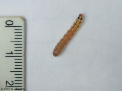 Rhectocraspeda periusalis