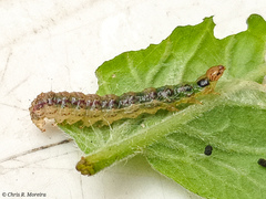 Rhectocraspeda periusalis