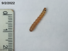 Rhectocraspeda periusalis