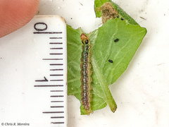 Rhectocraspeda periusalis