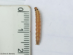 Rhectocraspeda periusalis