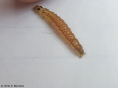 Rhectocraspeda periusalis
