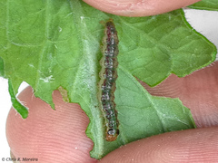 Rhectocraspeda periusalis