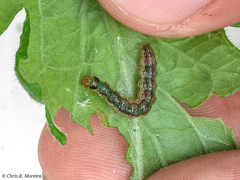 Rhectocraspeda periusalis