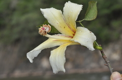 Ceiba chodatii