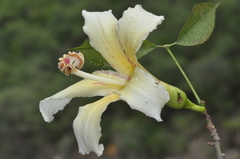 Ceiba chodatii