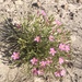 Gypsum Centaury - Photo (c) Nathan Taylor, some rights reserved (CC BY-NC), uploaded by Nathan Taylor