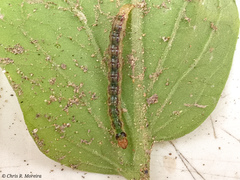 Rhectocraspeda periusalis