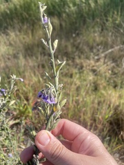 Solanum xanti