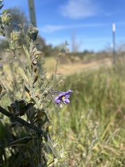 Solanum xanti