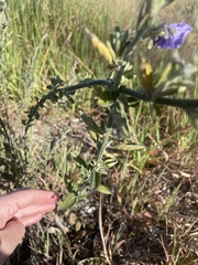 Solanum xanti