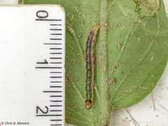 Rhectocraspeda periusalis